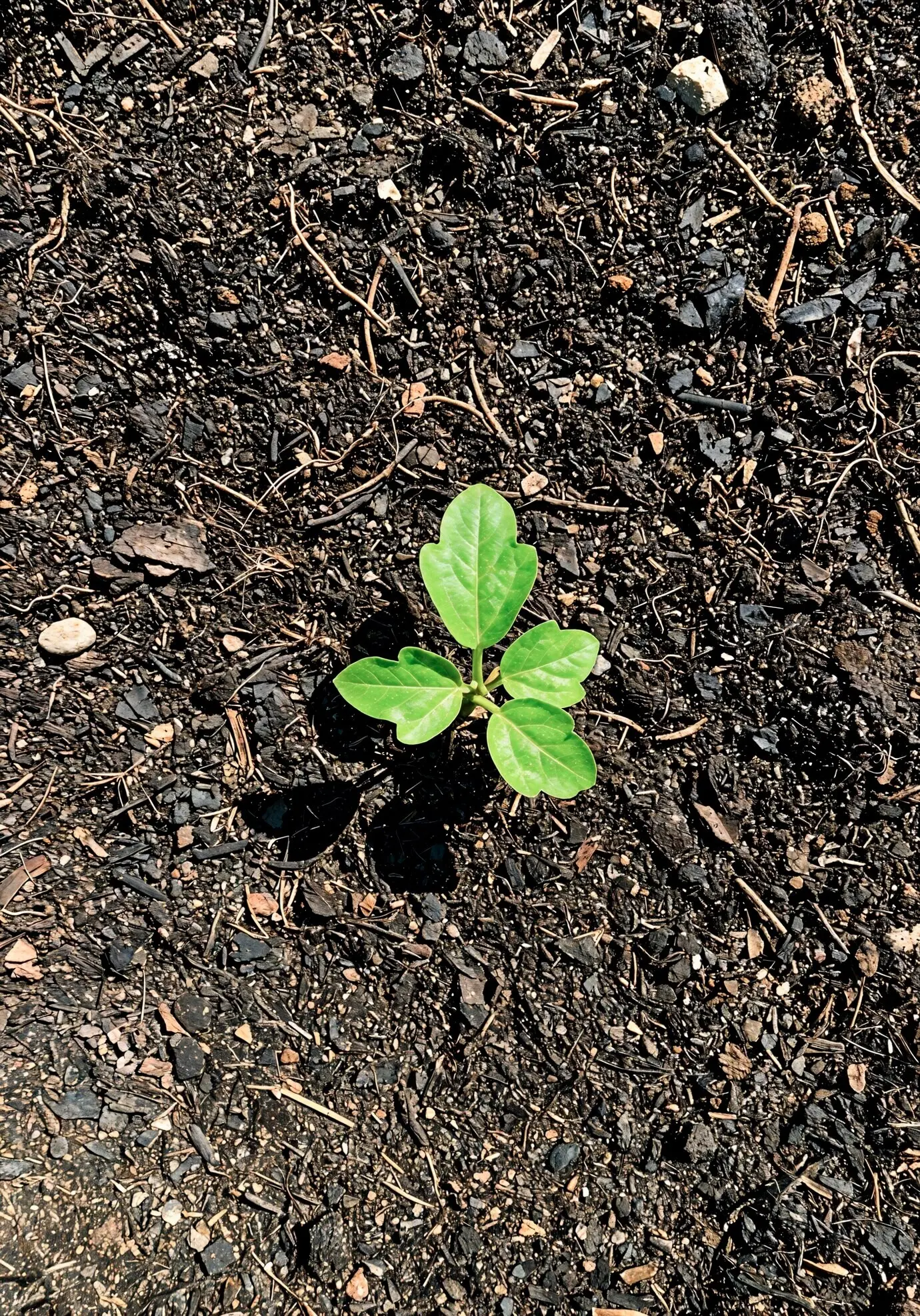 Молодое растение, растущее в почве
